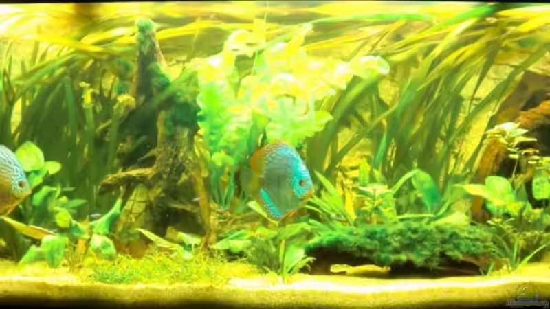 01.02.2011 von Sirko Fricke (19)