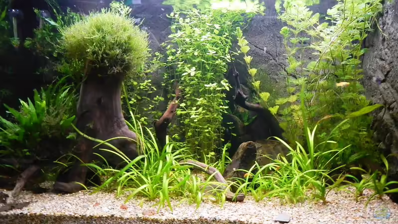 01.02.2013 von borellii (5)