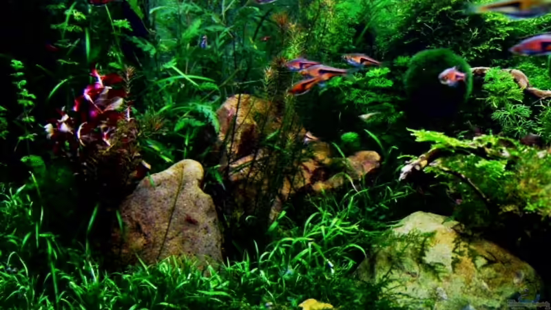 01.02.2013 von snooze (33)