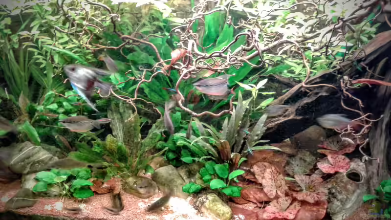 01.02.2016 die Welse haben mal wieder den Sand umdekoriert von Ele Meer (7)