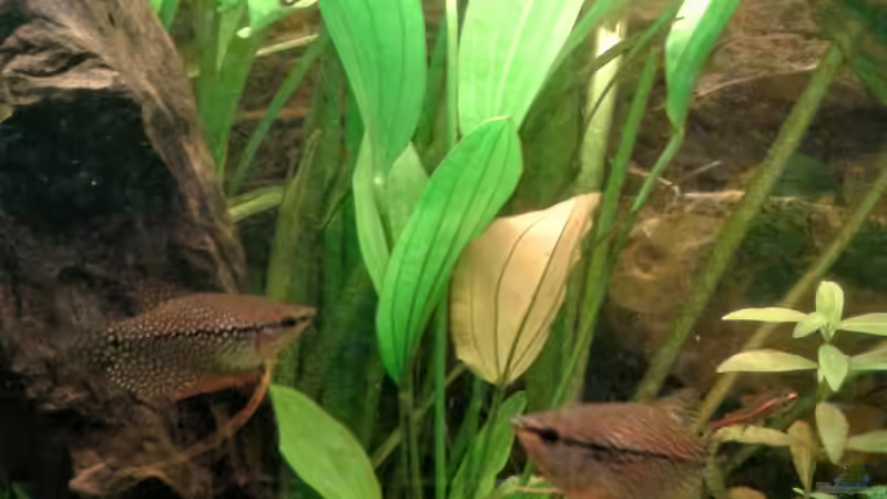 01.02.2016 von Ele Meer (10)