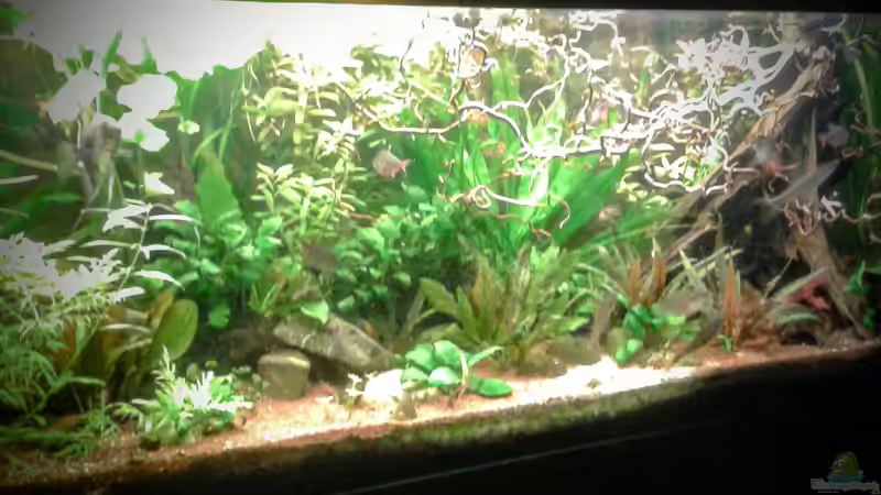 01.02.2016 von Ele Meer (8)