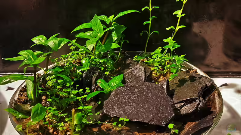 01.02.2023 von okefenokee (12)