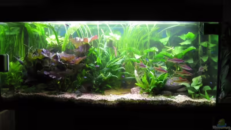 01.03.09 (nach Wasserwechsel) von Korbi (4)