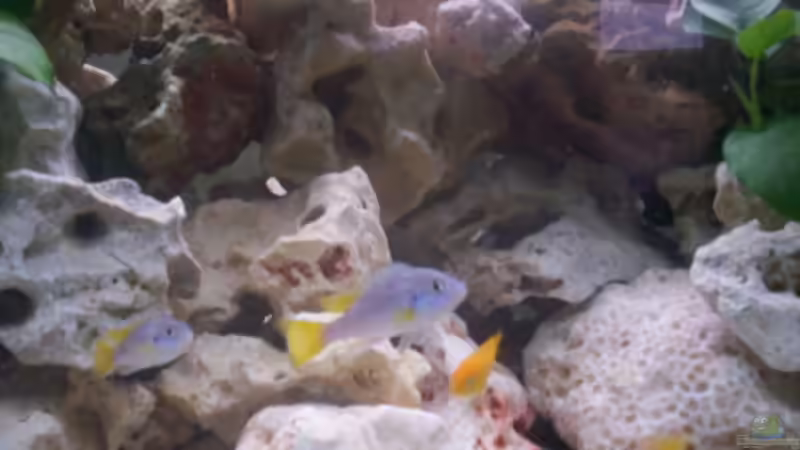 01.03.2009 von Daniel Hermans (14)