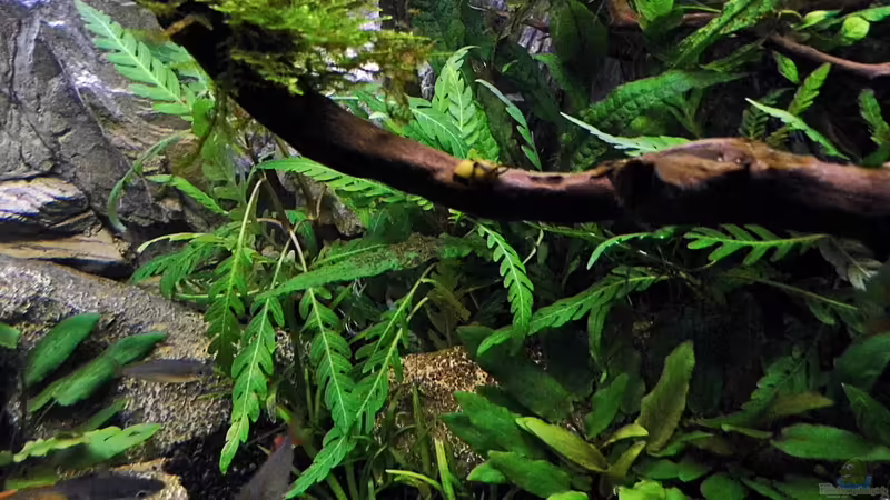 01.03.2014 von snooze (13)