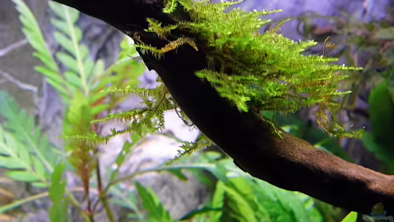 01.03.2014 von snooze (14)