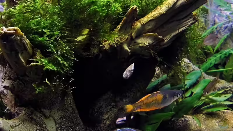 01.03.2014 von snooze (37)