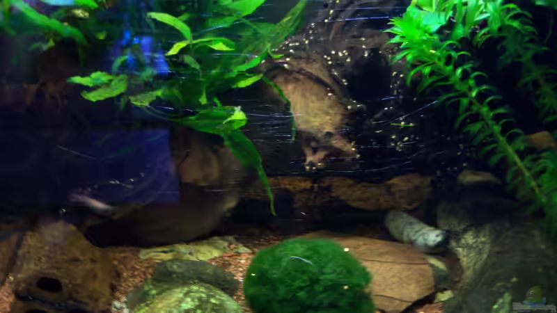 01.03.2015 von Schratze (3)