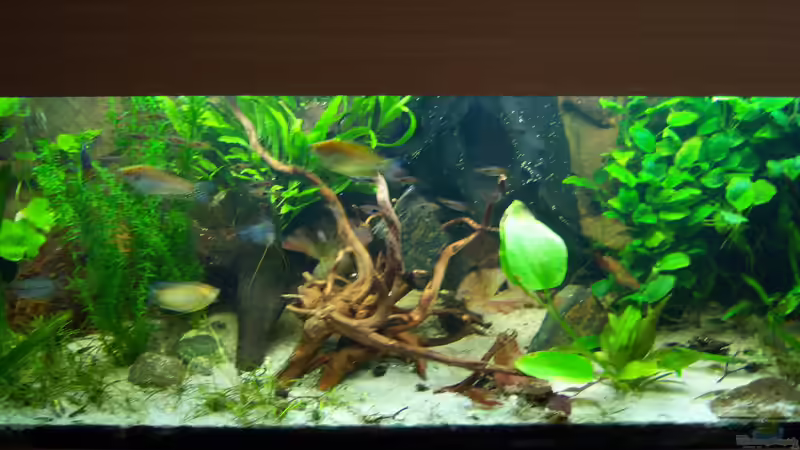 01.03.2015 von Schratze (35)