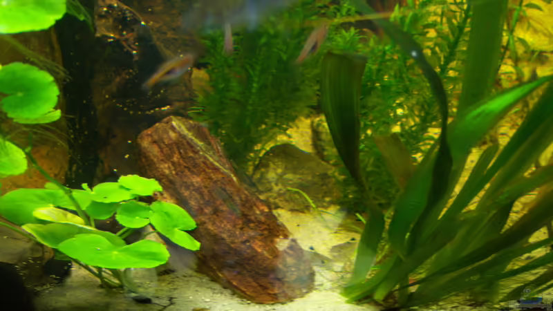 01.03.2015 von Schratze (77)