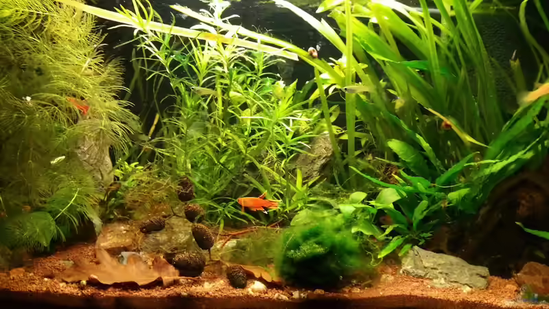 01.04.16 von foxi (5)