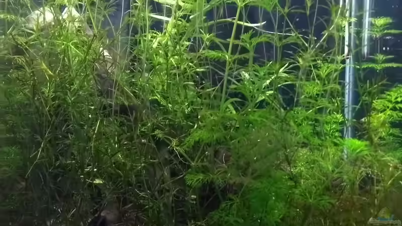 01.04.18 von Stephy (5)