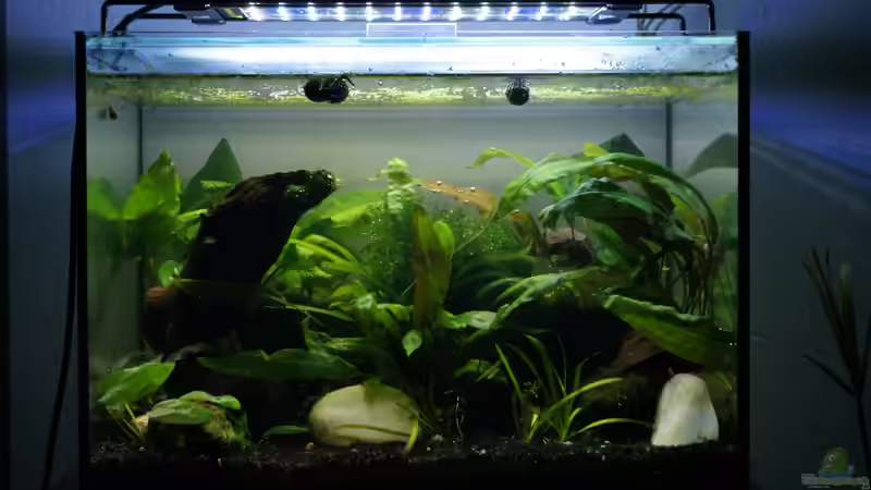 01.04.19 von Bartey (3)