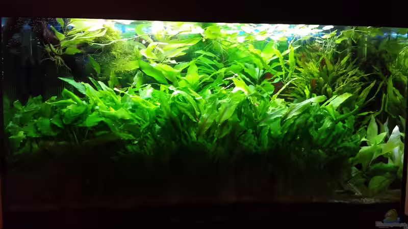 01.04.2014 von JohnnyWishbone (4)