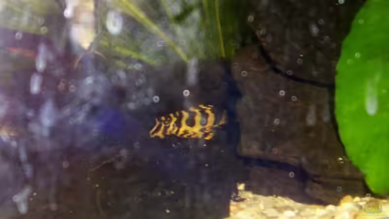 01.05.2008 von Solitary (8)