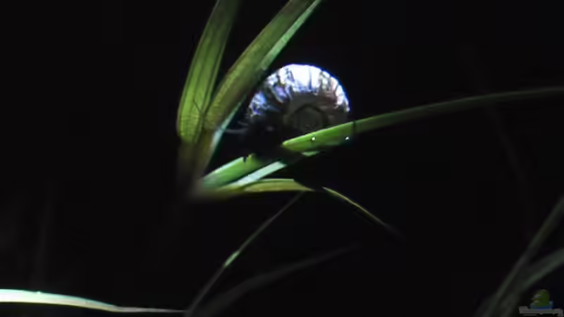 01.05.2011 Schnecke im Mondlicht von *Lucie* (39)