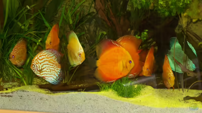 01.05.2012 von Silke (32)