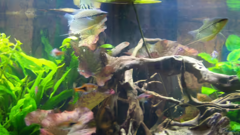 01.05.2015 - Mosaikfadenfische von Schratze (80)