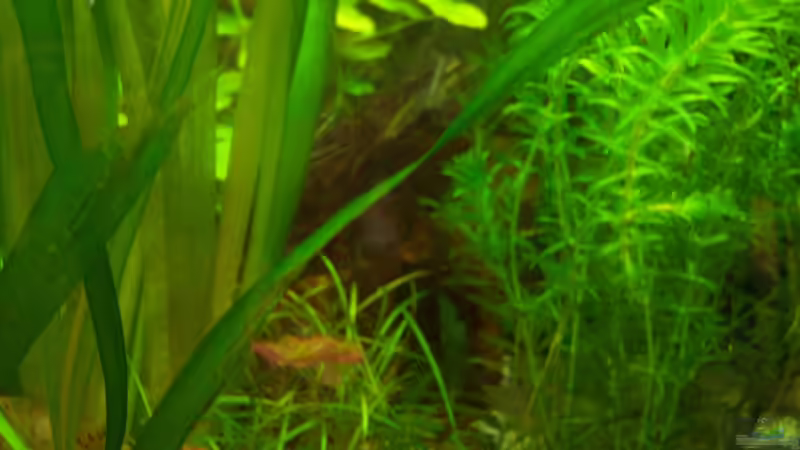 01.05.2015-die linke Seite von Schratze (63)