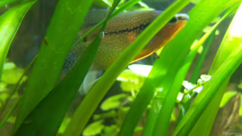 01.05.2015-Mosaikfadenfisch von Schratze (4)