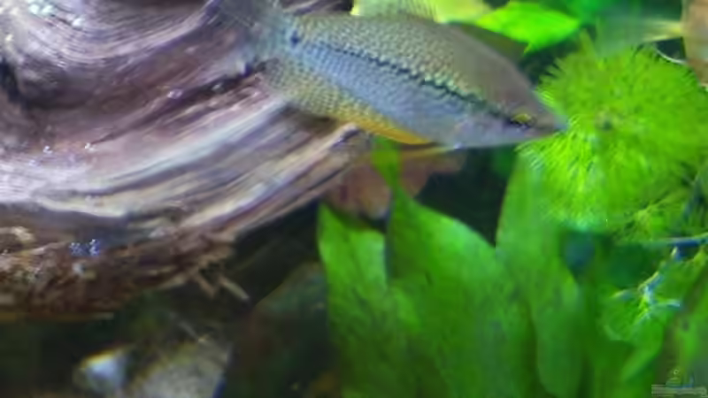 01.05.2015-Mosaikfadenfisch von Schratze (6)