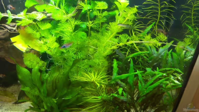 01.05.2015-rechte Seite von Schratze (62)