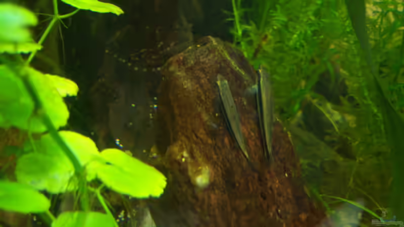 Aquarien mit Crossocheilus siamensis (Siamesischer Rüsselbarben)