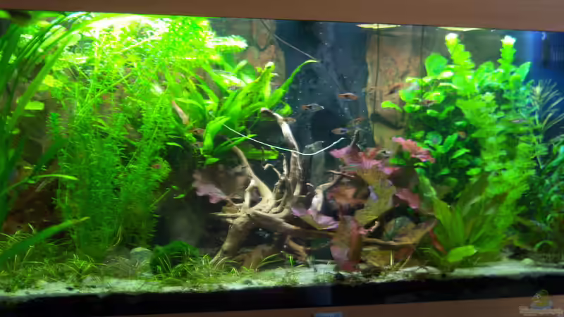 01.05.2015 von Schratze (11)