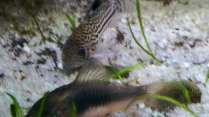 01.05.2015Metall- und Julipanzerwels von Schratze (84)