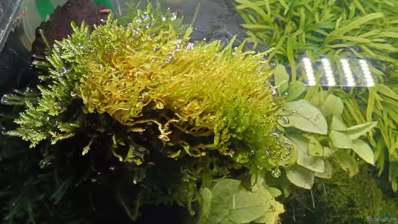 01.05.2023 emerser Mooswuchs linke Seite von Mr-Shrimp (65)