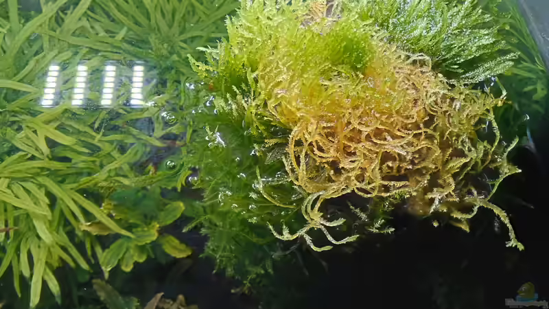 01.05.2023 emerser Mooswuchs rechte Seite von Mr-Shrimp (66)