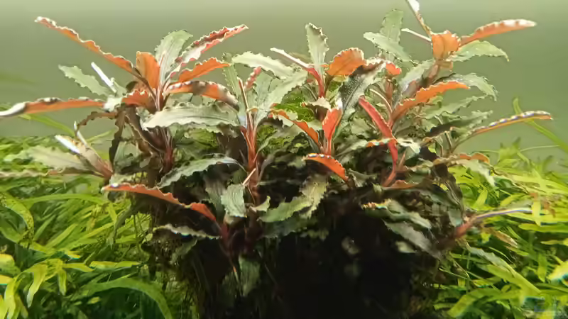 01.05.2023 von Mr-Shrimp (59)