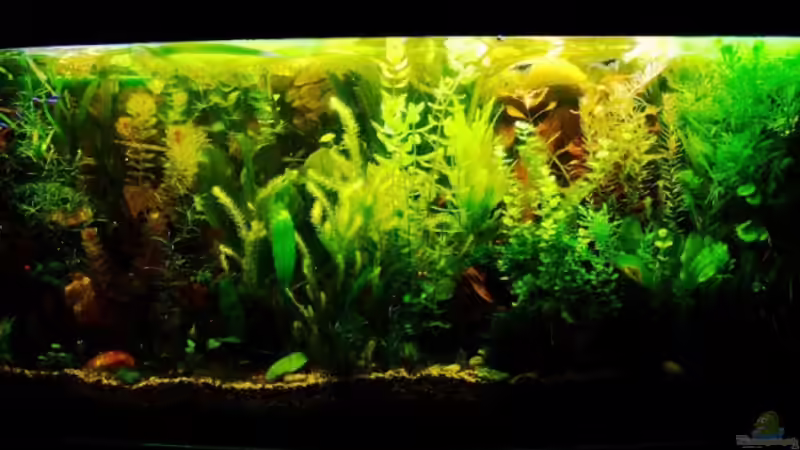 01/06/08 von TetraMike (11)