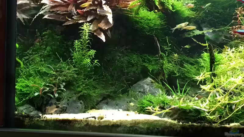 01,06,16 von Walde (37)