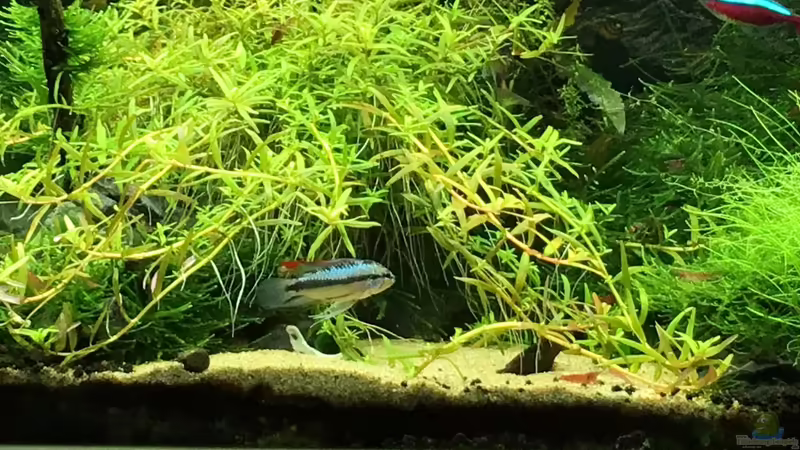 01,06,16 von Walde (61)