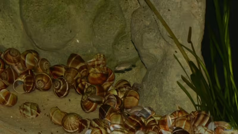 01.06.2011 - Photo: Apl. Prof. Dr. rer. nat. habil. Manfred Wanner  von timme (39)