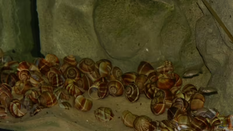 01.06.2011 - Photo: Apl. Prof. Dr. rer. nat. habil. Manfred Wanner  von timme (40)