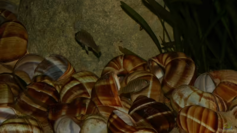 01.06.2011 - Photo: Apl. Prof. Dr. rer. nat. habil. Manfred Wanner  von timme (55)