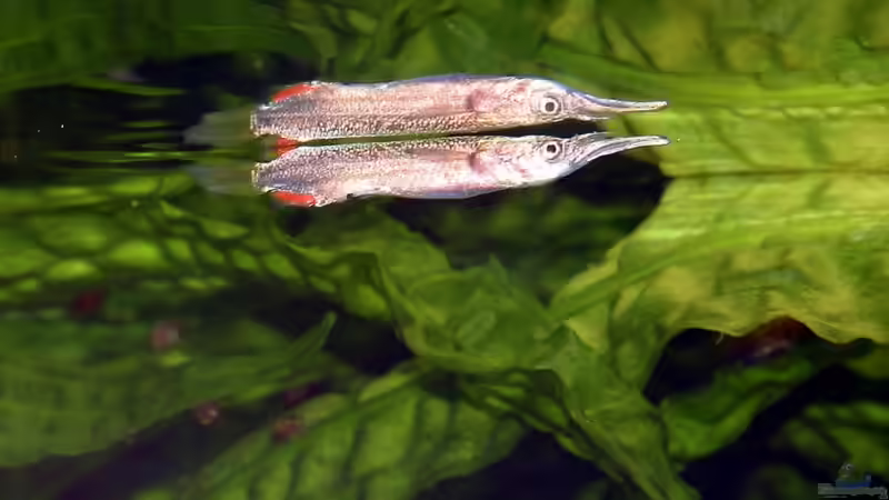 01.06.2011 - Photo: Apl. Prof. Dr. rer. nat. habil. Manfred Wanner von timme (31)