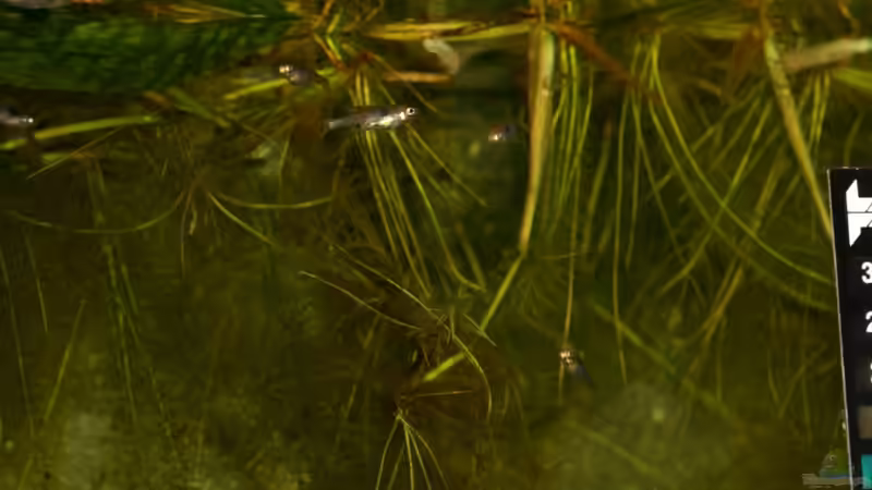 01.06.2011 - Photo: Apl. Prof. Dr. rer. nat. habil. Manfred Wanner von timme (32)