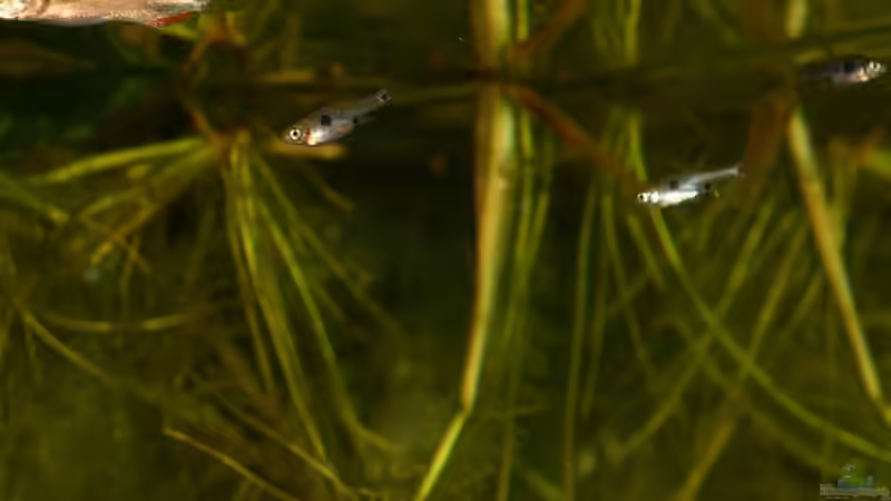 01.06.2011 - Photo: Apl. Prof. Dr. rer. nat. habil. Manfred Wanner von timme (33)