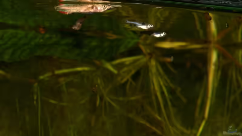 01.06.2011 - Photo: Apl. Prof. Dr. rer. nat. habil. Manfred Wanner von timme (36)