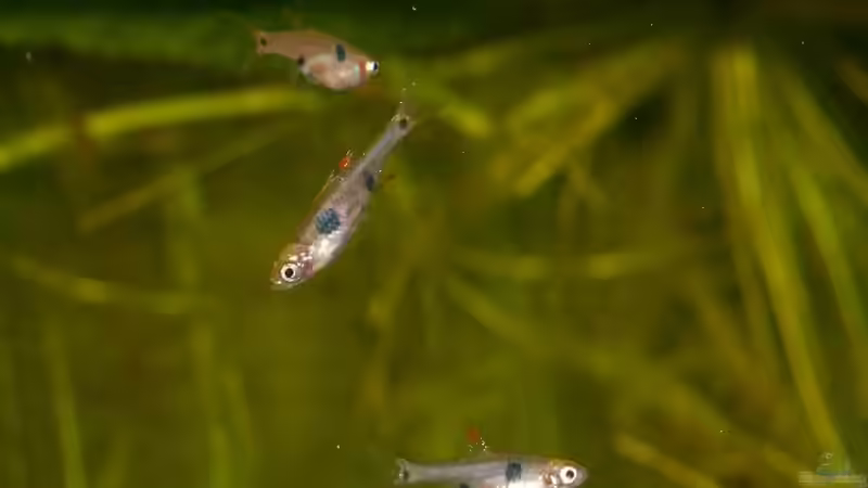 01.06.2011 - Photo: Apl. Prof. Dr. rer. nat. habil. Manfred Wanner von timme (38)