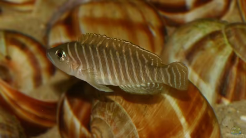 01.06.2011 - Photo: Apl. Prof. Dr. rer. nat. habil. Manfred Wanner von timme (56)
