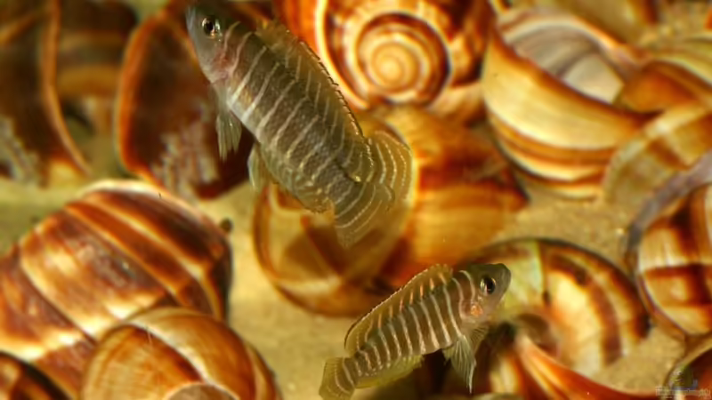 01.06.2011 - Photo: Apl. Prof. Dr. rer. nat. habil. Manfred Wanner von timme (57)
