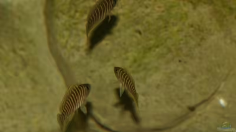 01.06.2011 - Photo: Apl. Prof. Dr. rer. nat. habil. Manfred Wanner von timme (58)