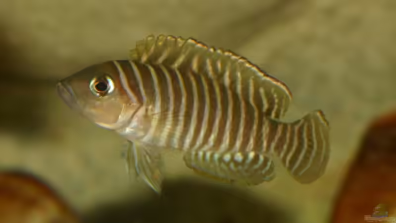 01.06.2011 - Photo: Apl. Prof. Dr. rer. nat. habil. Manfred Wanner von timme (59)