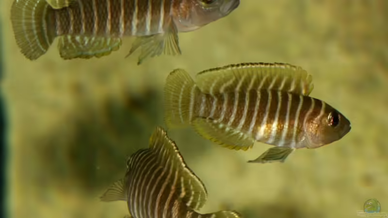 01.06.2011 - Photo: Apl. Prof. Dr. rer. nat. habil. Manfred Wanner von timme (60)