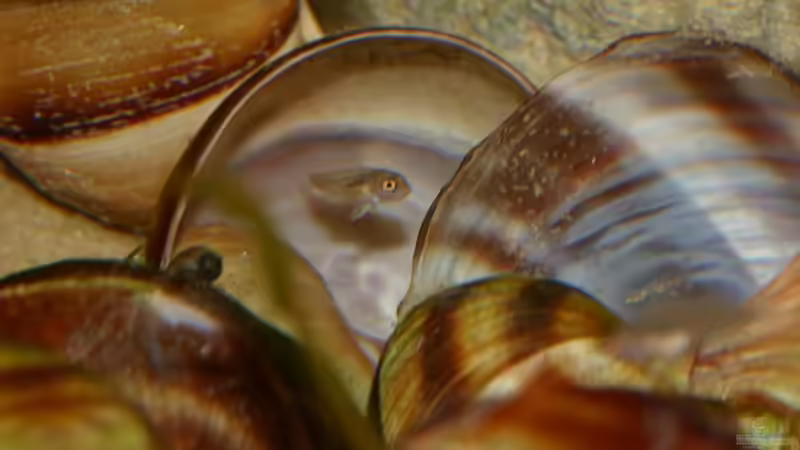 01.06.2011 (Jungfische) - Photo: Apl. Prof. Dr. rer. nat. habil. Manfred Wanner von timme (62)